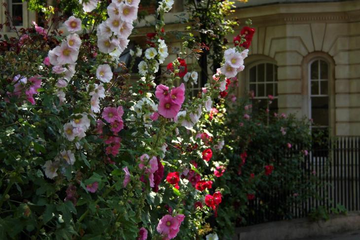 Photograph of hollyhocks and climbing roses by the Dolls House